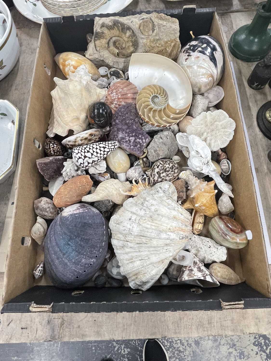 Lot 1980 - Exotic sea shells, mineral specimens, an...