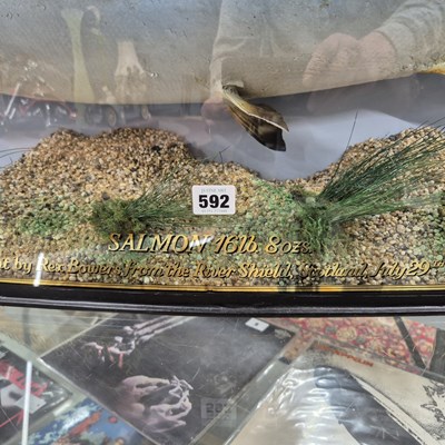 Lot 592 - A large Taxidermy Salmon in a bow-fronted...