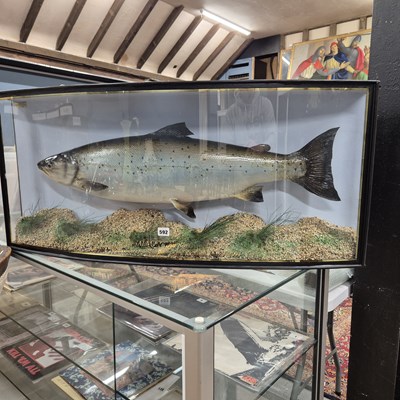 Lot 592 - A large Taxidermy Salmon in a bow-fronted...