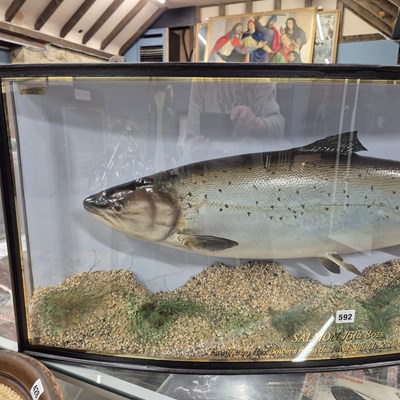 Lot 592 - A large Taxidermy Salmon in a bow-fronted...