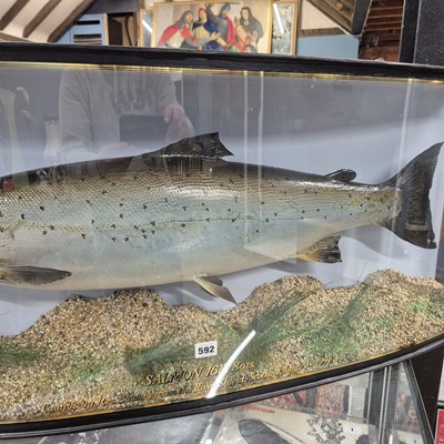 Lot 592 - A large Taxidermy Salmon in a bow-fronted...