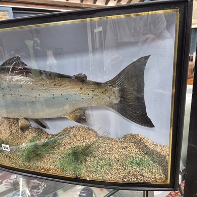 Lot 592 - A large Taxidermy Salmon in a bow-fronted...