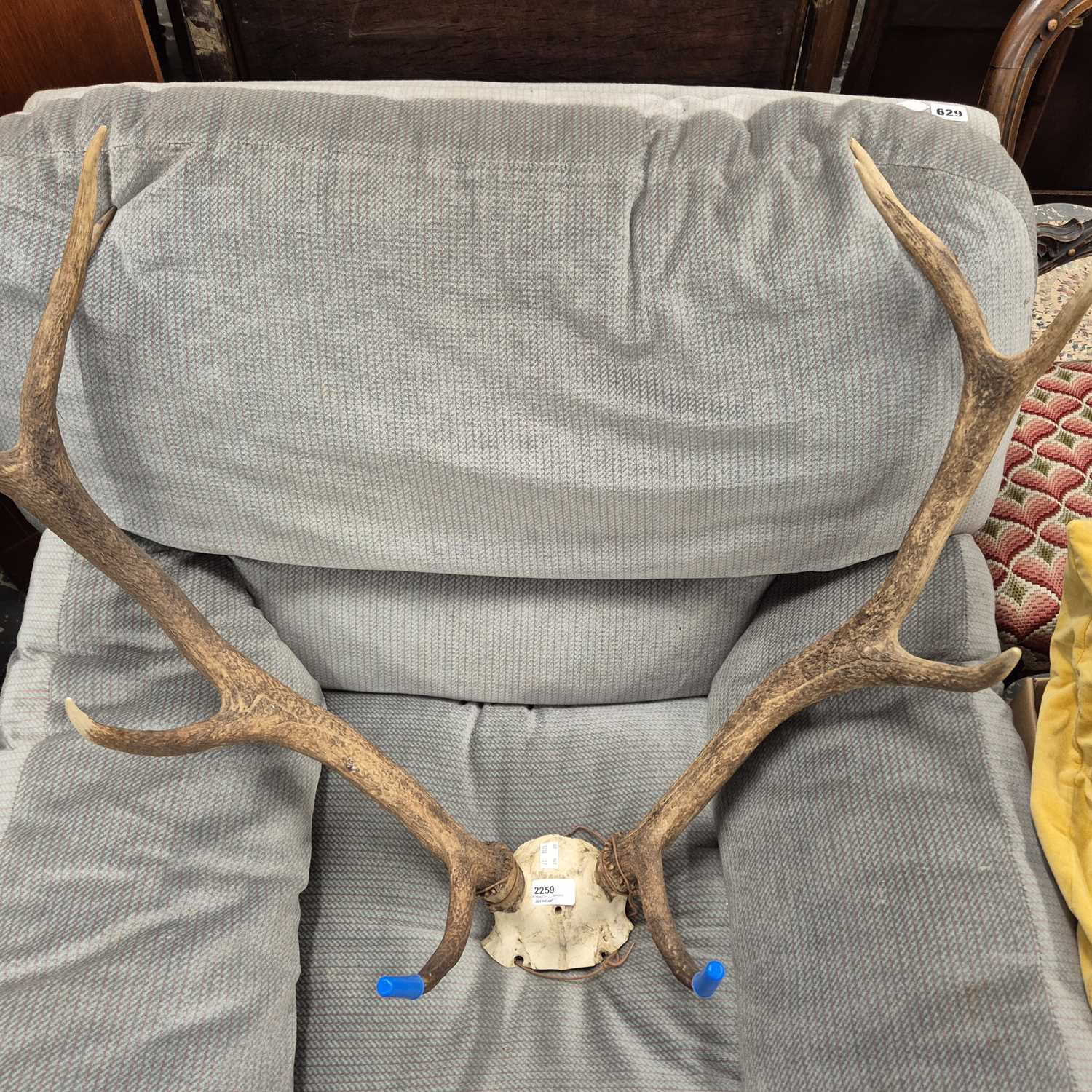 Lot 2259 - A set stag antlers.