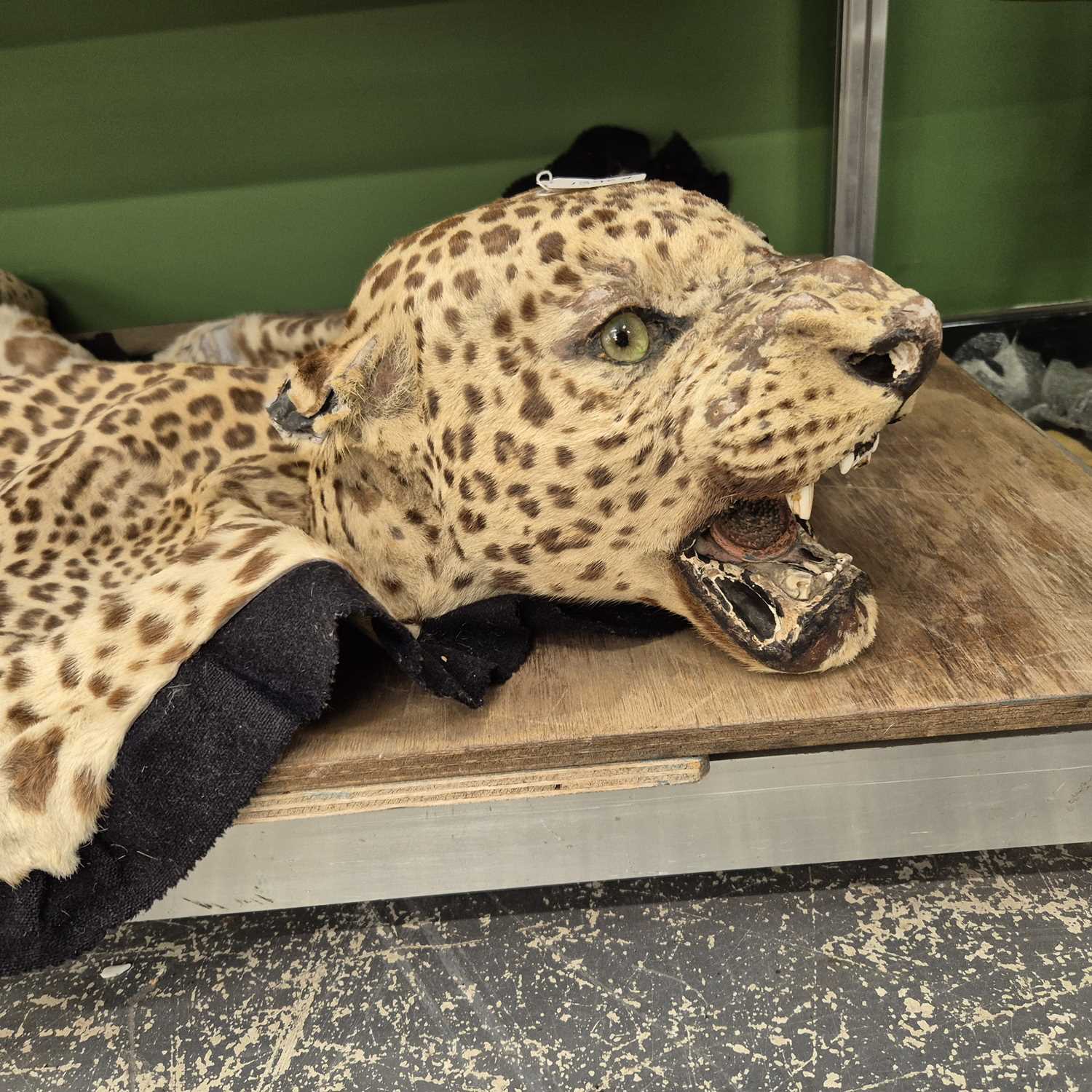 Lot 1396 - A rare antique leopard skin rug with a mounted...