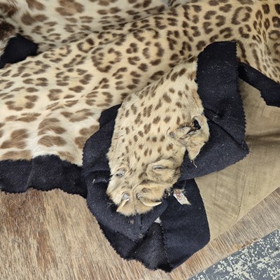 Lot 1396 - A rare antique leopard skin rug with a mounted...