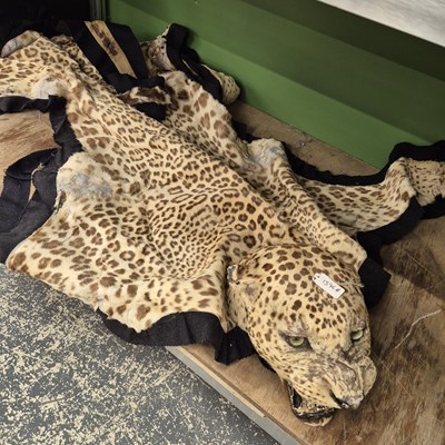 Lot 1396 - A rare antique leopard skin rug with a mounted...