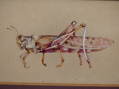 Lot 131 - English school. A fine study of a grasshopper....