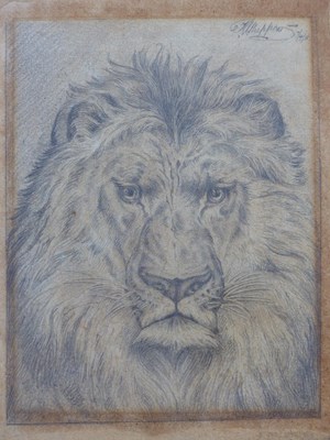 Lot 229 - Early 20th century.) Study of a lion. pencil...