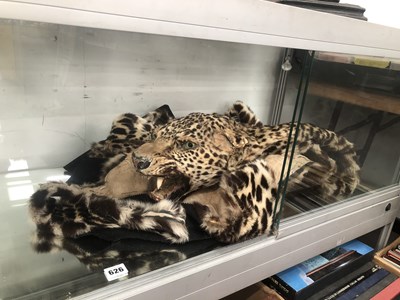 Lot 626 - A leopard skin complete with head