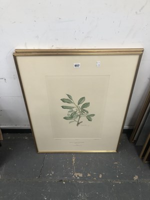 Lot 657 - Mackenzie after Parkinson two botanical prints