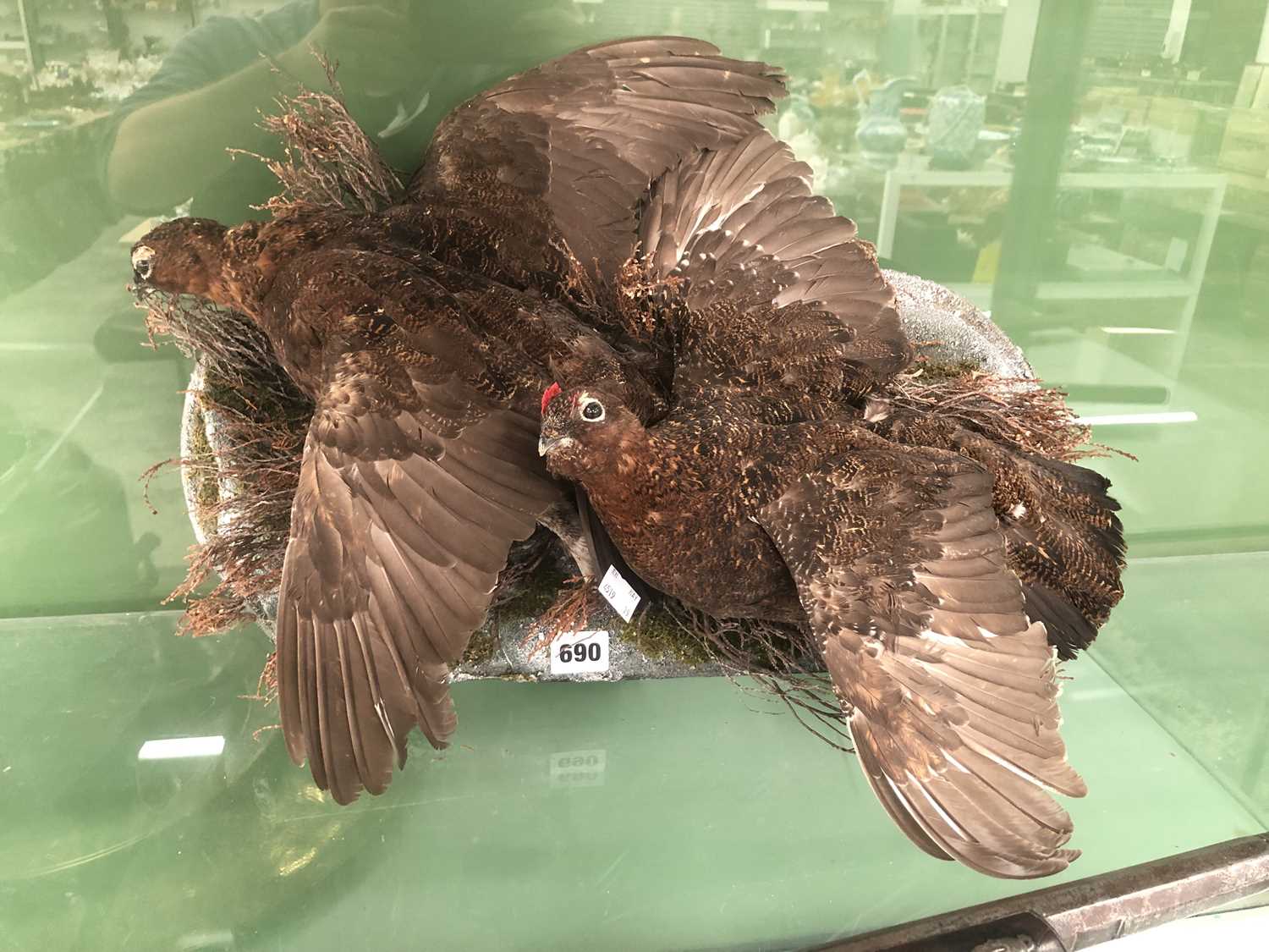 Lot 690 - A brace of taxidermy grouse