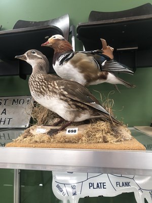 Lot 698 - A taxidermy brace of pintail ducks