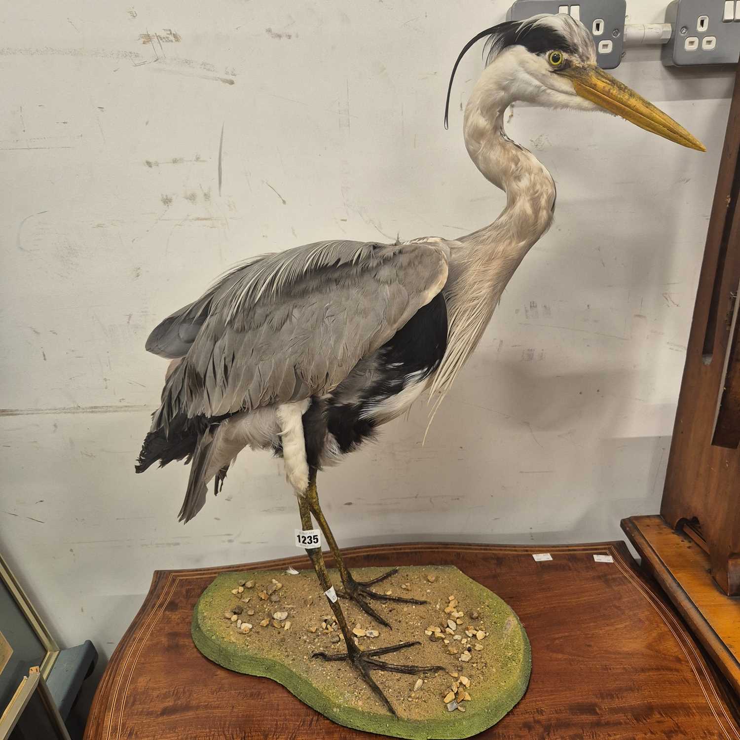 Lot 1235 - A Taxidermy heron