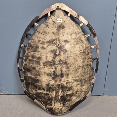 Lot 414 - An antique white turtle shell.   71cms.