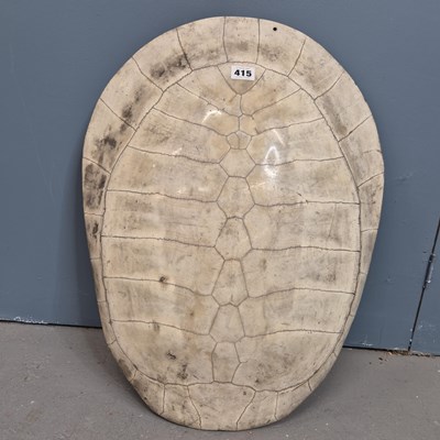 Lot 415 - An antique white turtle shell.   59cms.