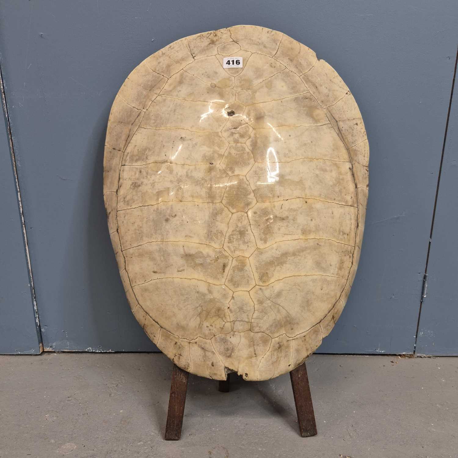 Shell Mounted Lot 416 - A white turtle shell mounted with a wooden