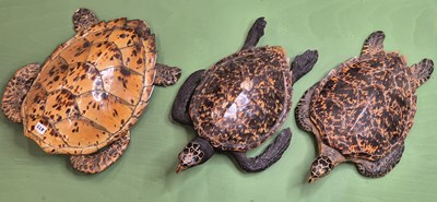 Lot 417 - Three various taxidermy turtles