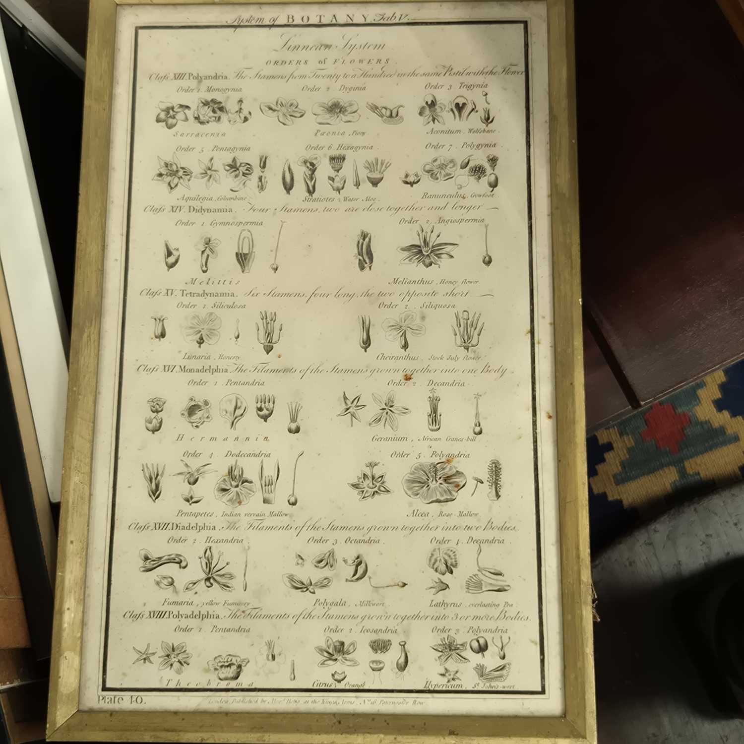 Lot 1616 - An 18th-century botanical print and a quantity...