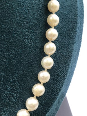 Lot 632 - A row of cultured pearls with a ball clasp,...