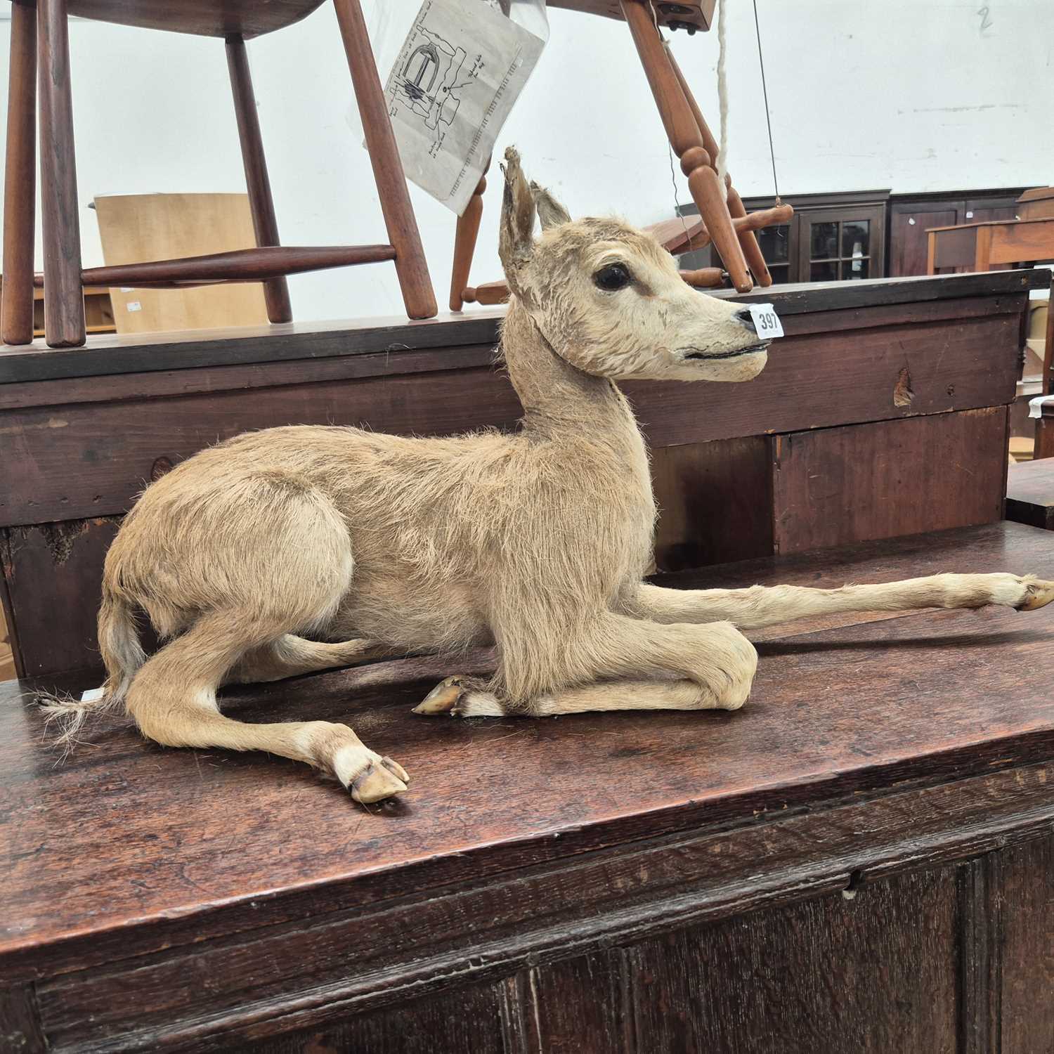 Lot 397 - A Taxidermy faun