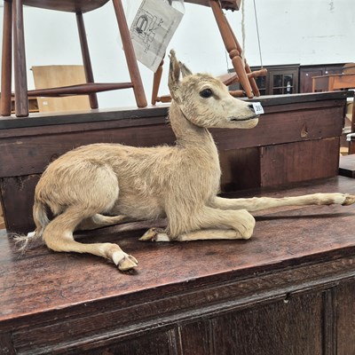 Lot 397 - A Taxidermy faun