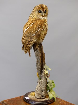 Lot 1491 - A taxidermy Tawny owl  perched on a branch...