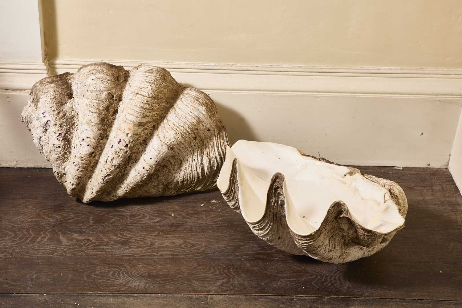 Clam Shell Window Lot 170 - A rare pair of giant clam shells - Tridacna