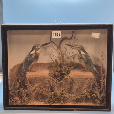 Lot 1572 - A flat fronted case of two taxidermy...