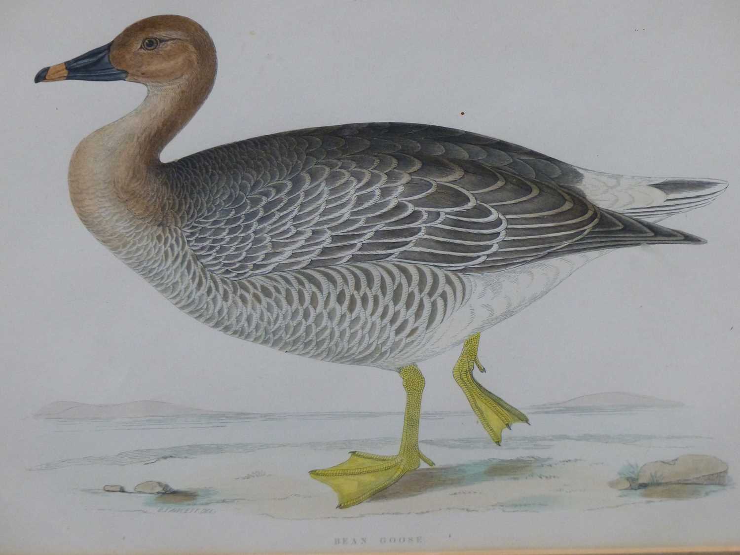 Lot 10 - Four antique hand-coloured prints of geese. H...