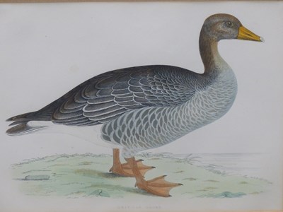 Lot 10 - Four antique hand-coloured prints of geese. H...