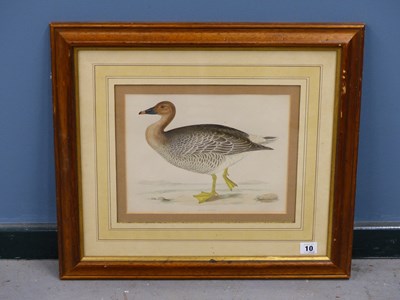 Lot 10 - Four antique hand-coloured prints of geese. H...