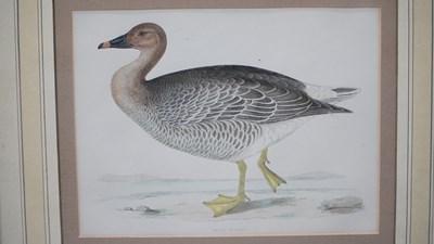 Lot 10 - Four antique hand-coloured prints of geese. H...