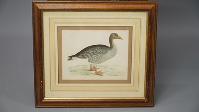Lot 10 - Four antique hand-coloured prints of geese. H...