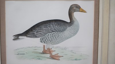 Lot 10 - Four antique hand-coloured prints of geese. H...