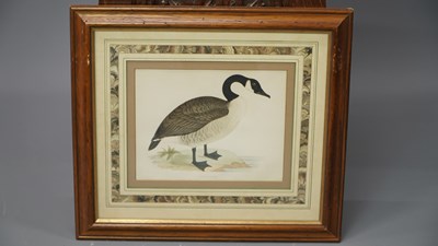 Lot 10 - Four antique hand-coloured prints of geese. H...