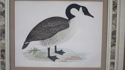 Lot 10 - Four antique hand-coloured prints of geese. H...