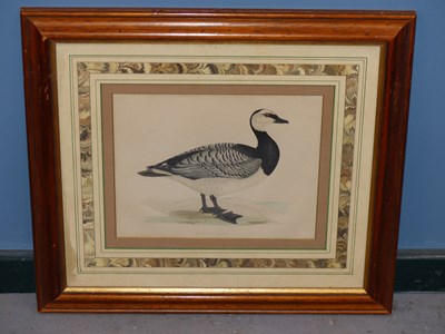 Lot 10 - Four antique hand-coloured prints of geese. H...