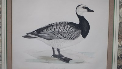 Lot 10 - Four antique hand-coloured prints of geese. H...
