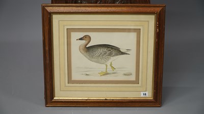 Lot 10 - Four antique hand-coloured prints of geese. H...