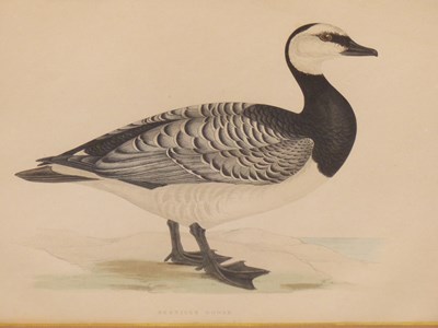 Lot 10 - Four antique hand-coloured prints of geese. H...