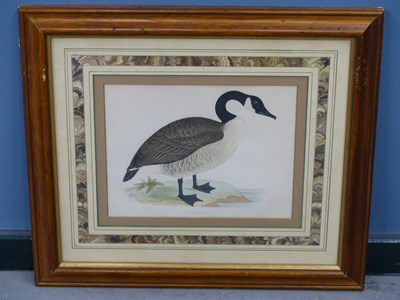 Lot 10 - Four antique hand-coloured prints of geese. H...