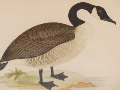 Lot 10 - Four antique hand-coloured prints of geese. H...