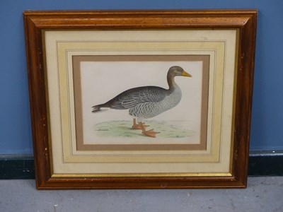 Lot 10 - Four antique hand-coloured prints of geese. H...
