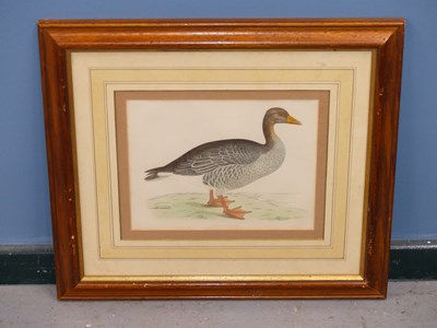 Lot 10 - Four antique hand-coloured prints of geese. H...