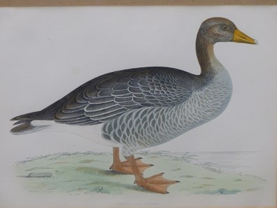 Lot 10 - Four antique hand-coloured prints of geese. H...