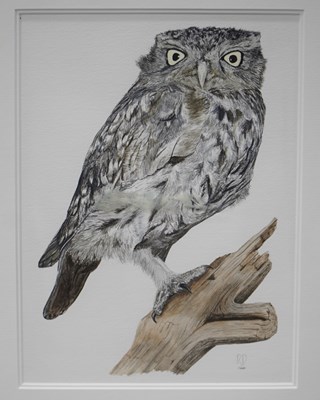 Lot 653 - R A Dyson (contemporary), ARR. a little owl,...