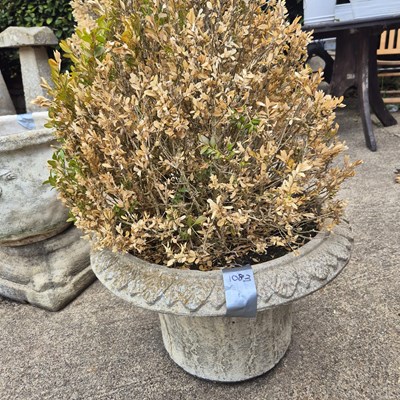 Lot 1083 - A flared top garden urn planted with Box tree