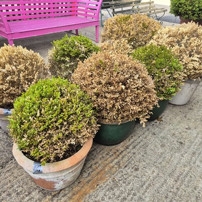 Lot 1084 - Eight various planters with box trees and...
