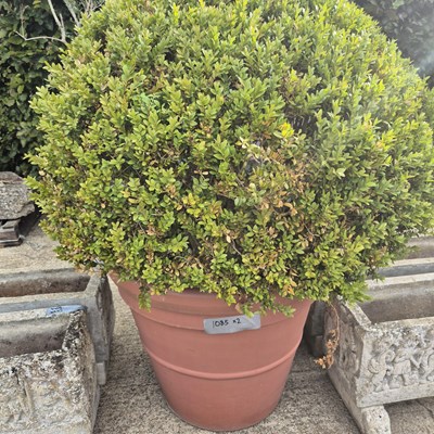 Lot 1085 - Two large terracotta colour planters with box...
