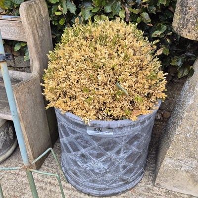 Lot 1086 - A  faux lead planter with box hedge.